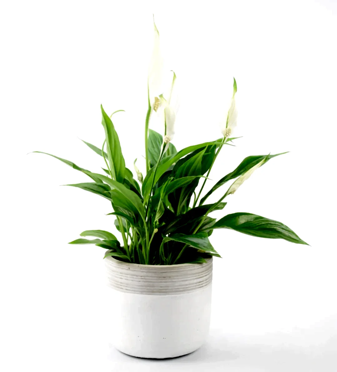 Plant Wedding Gifts: A Unique and Everlasting Expression of Love - Plants By Post