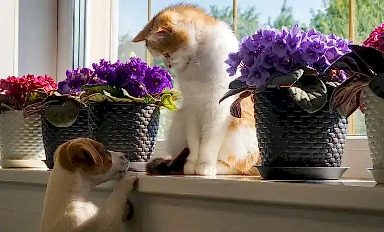Pet Friendly Houseplants: A Safe Haven for Your Furry Friends - Plants By Post