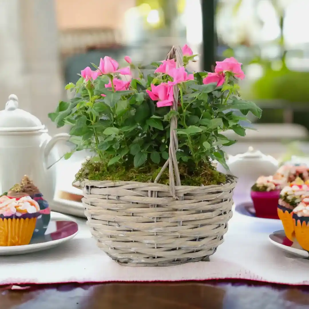 Mother's Day Plant Gifts - Plants By Post