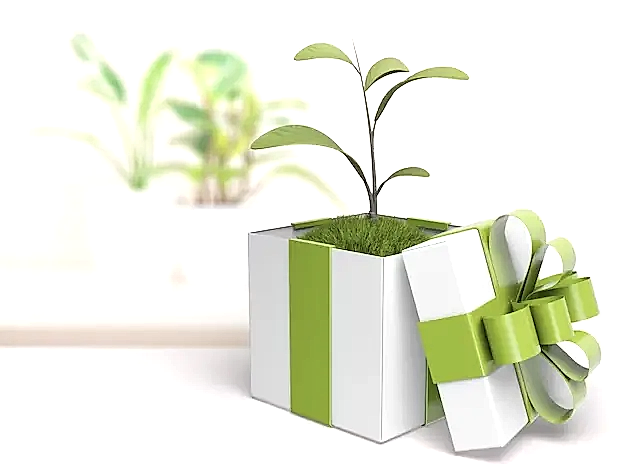 Plant Gifts for Every Occasion: A Green and Growing Trend - Plants By Post