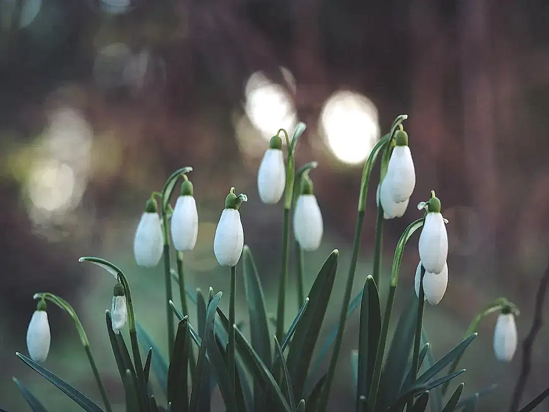 Dr-Green-Fingers-Snowdrops-In-Flower Plants By Post