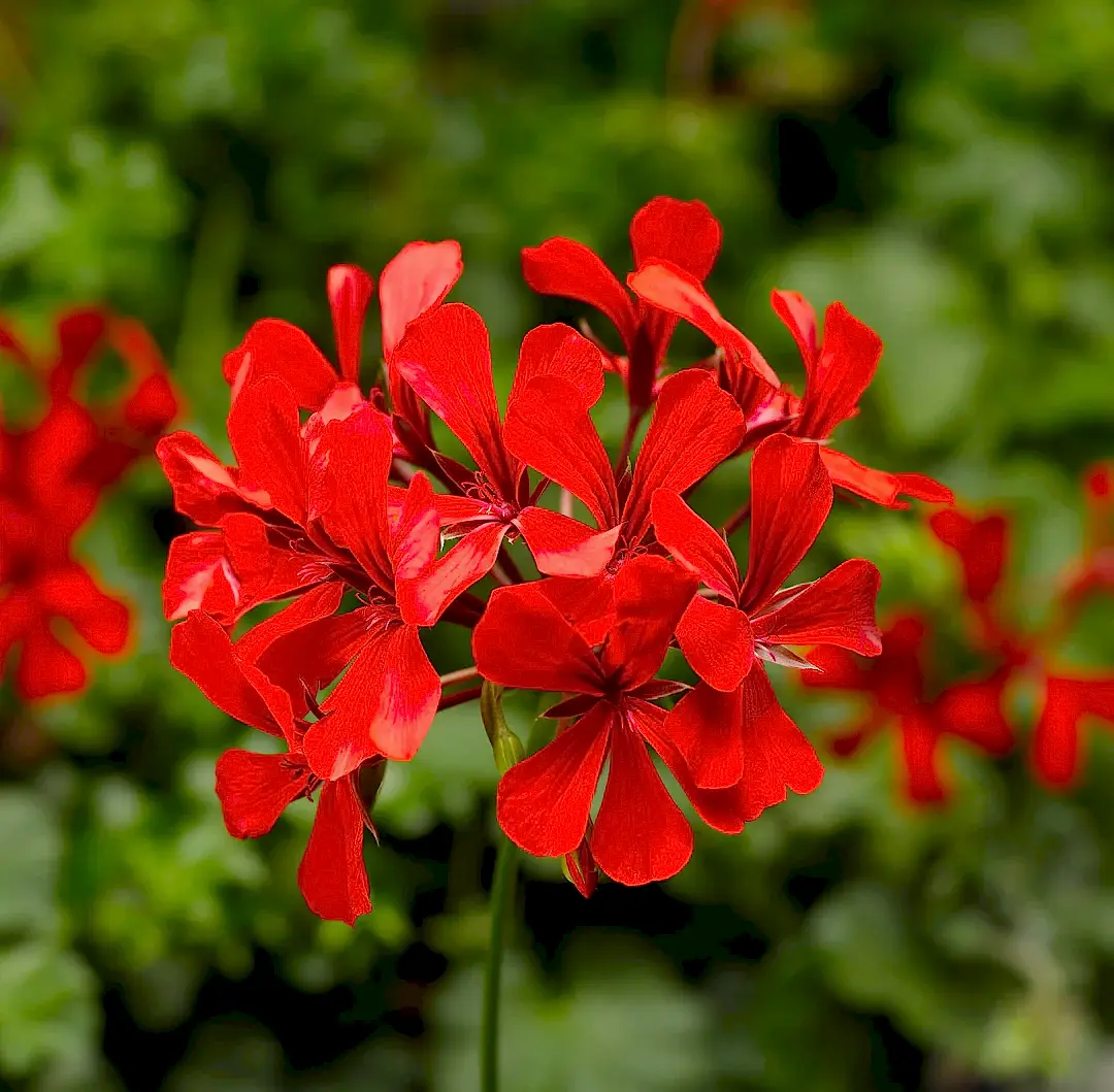 Bedding Plants & Flowers - Plants By Post