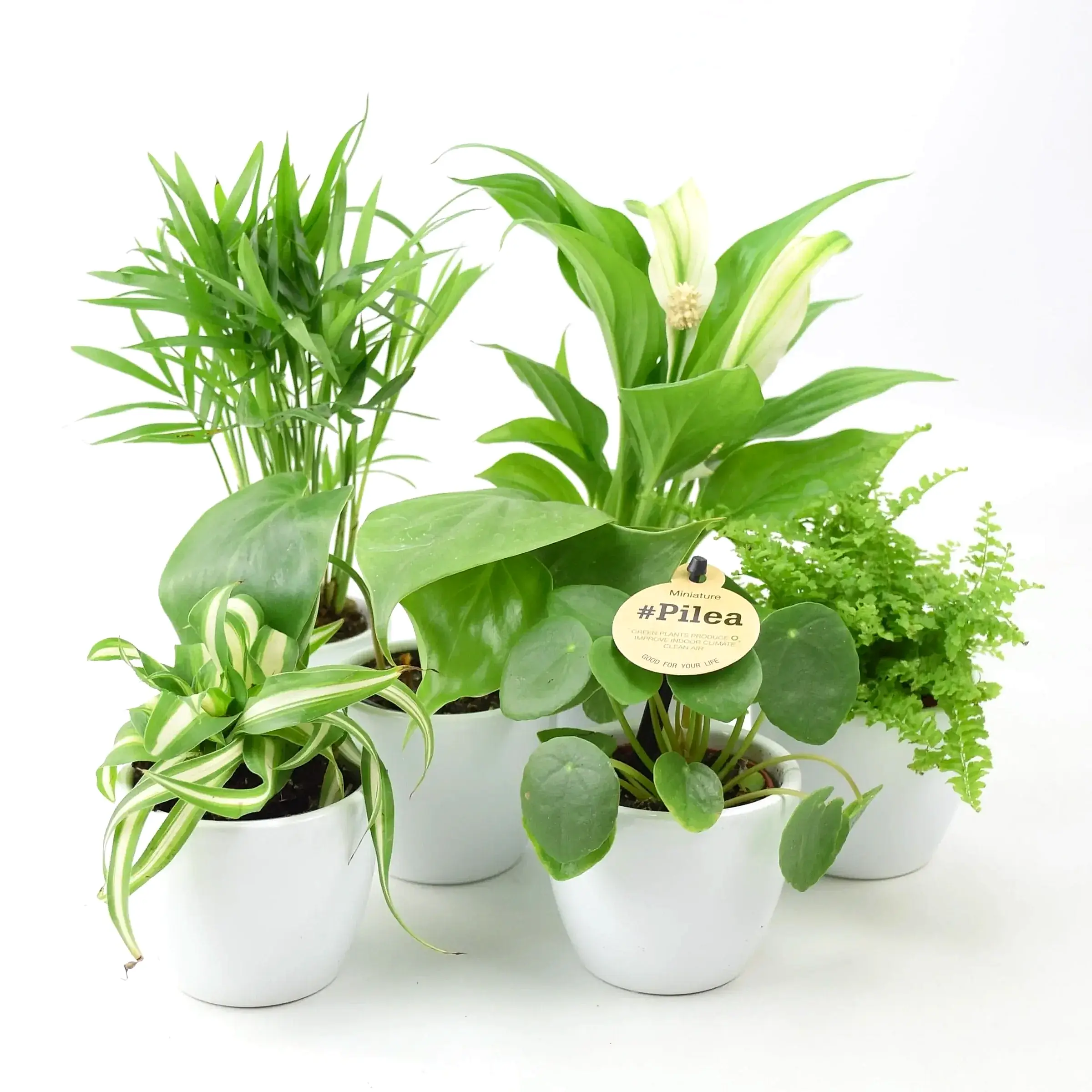 Congratulations Plant Gifts - Plants By Post
