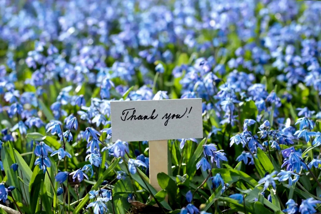 Thank You Plant Gifts