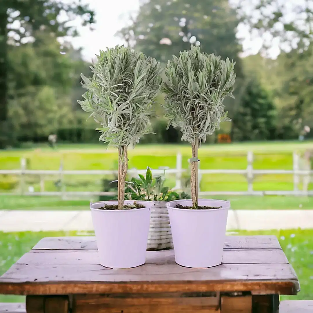 Herb Potted Plants - Plants By Post