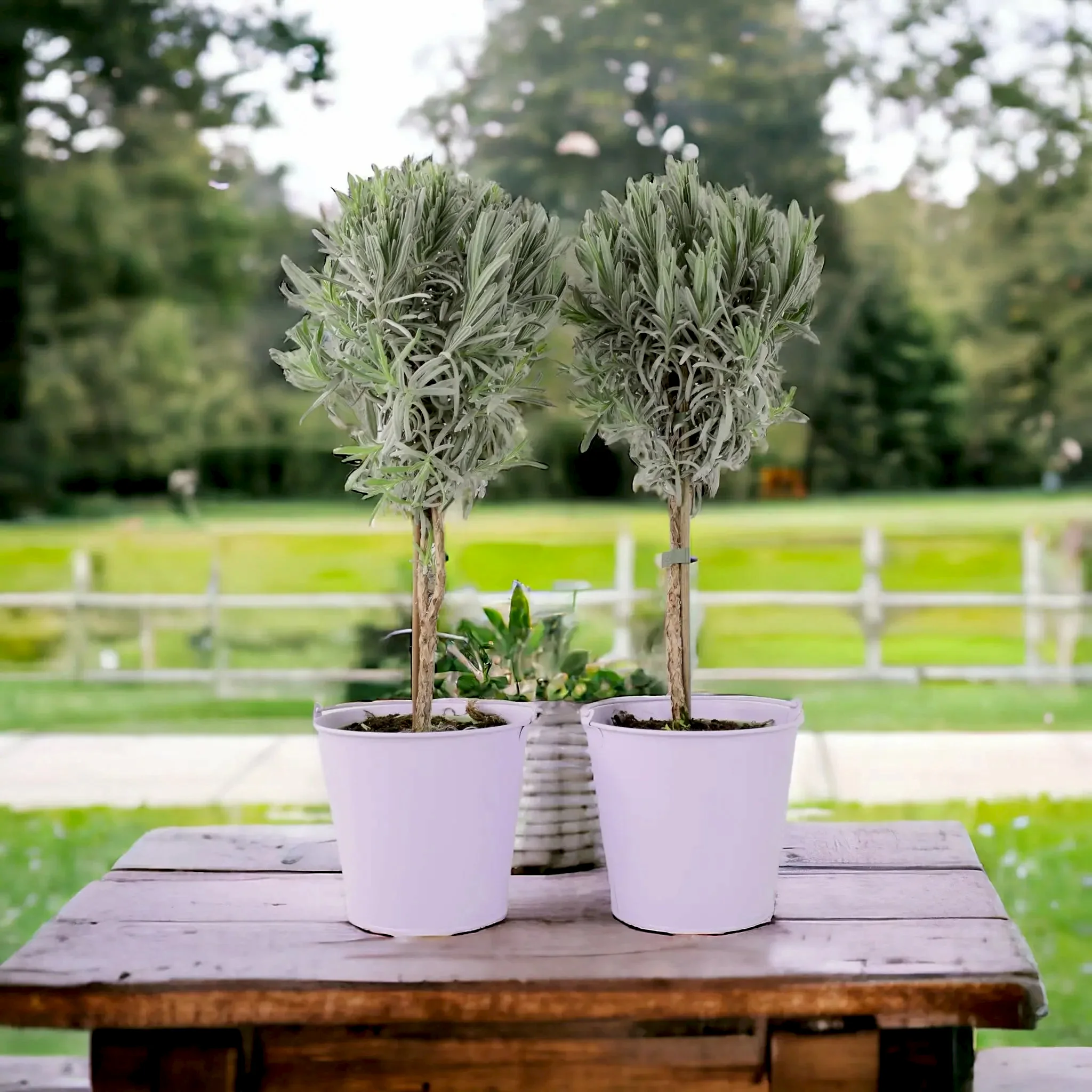 Herb Potted Plants - Plants By Post