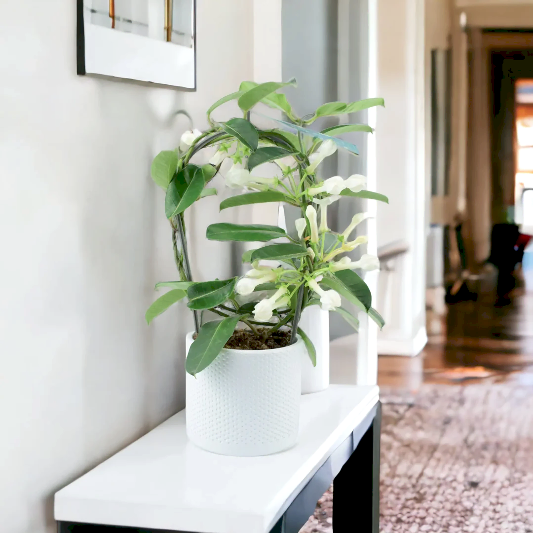 Sympathy Plants & Thinking of You Plant Gifts - Plants By Post