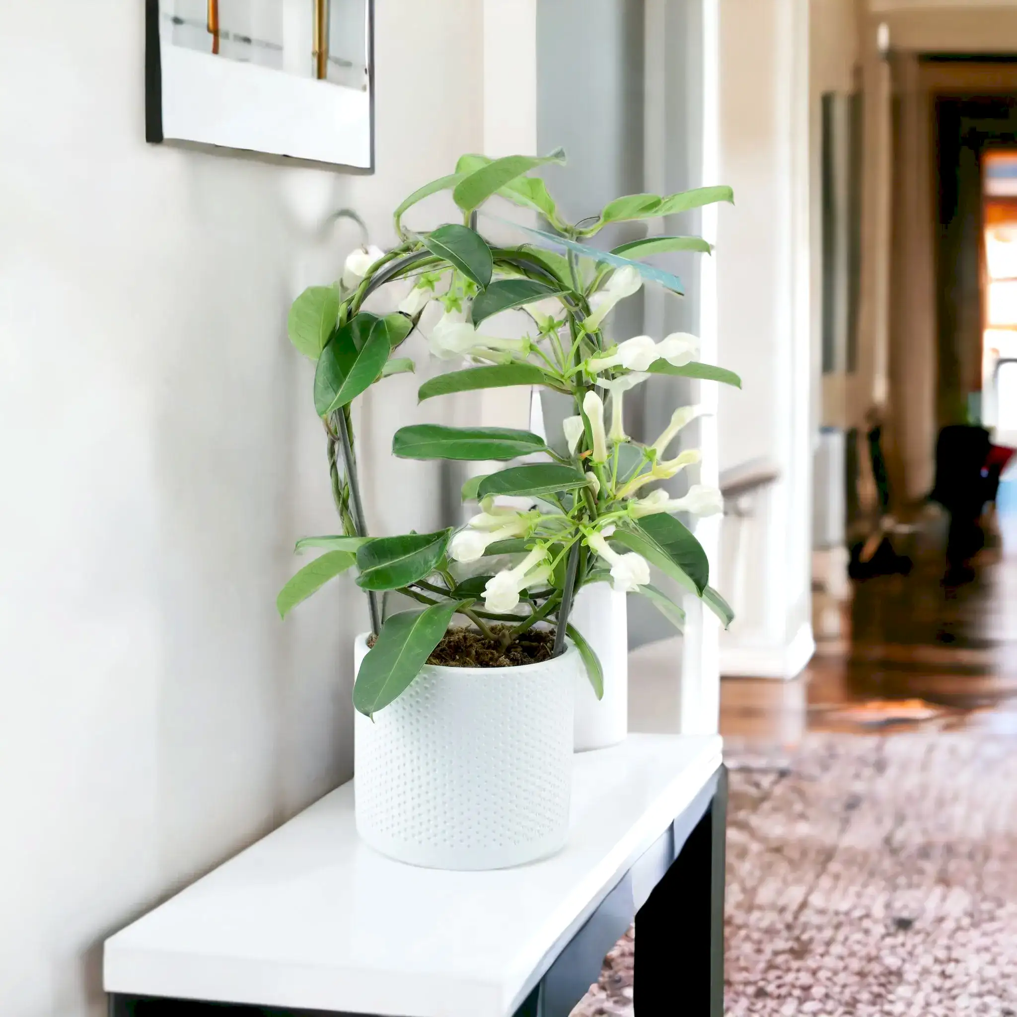 Sympathy Plants & Thinking of You Plant Gifts - Plants By Post