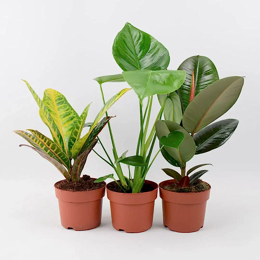 Birthday Plant Gifts - Plants By Post