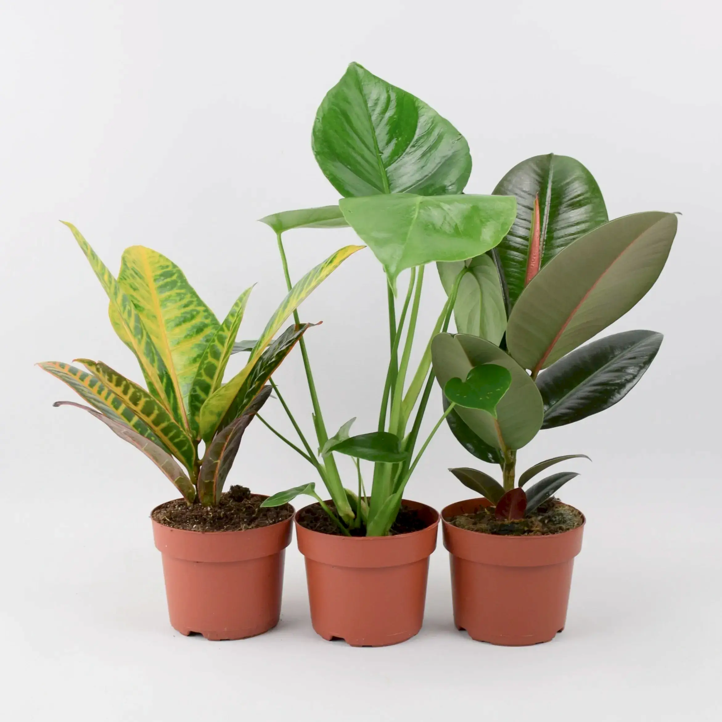 Birthday Plant Gifts - Plants By Post
