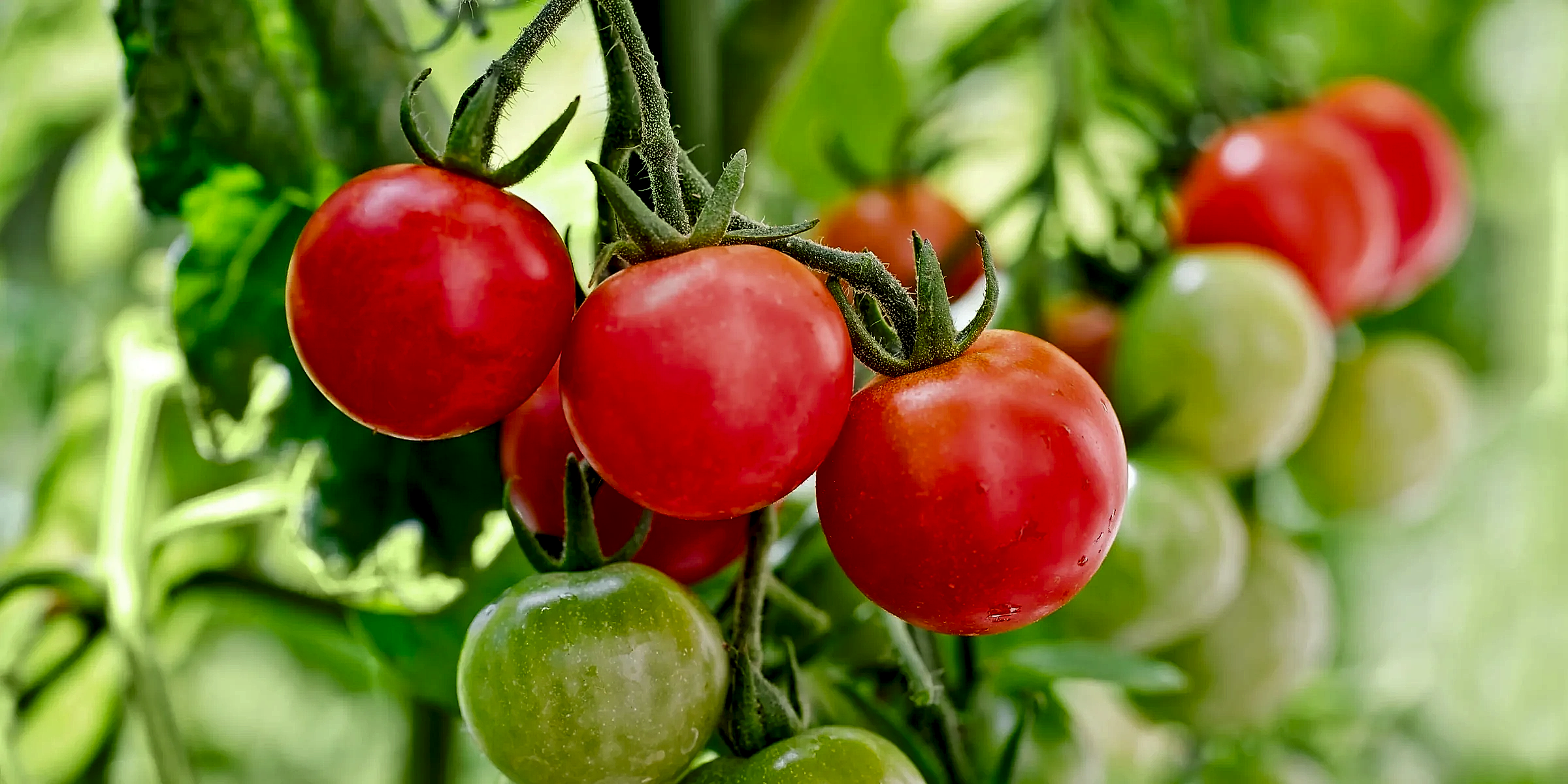 tomato plants delivered