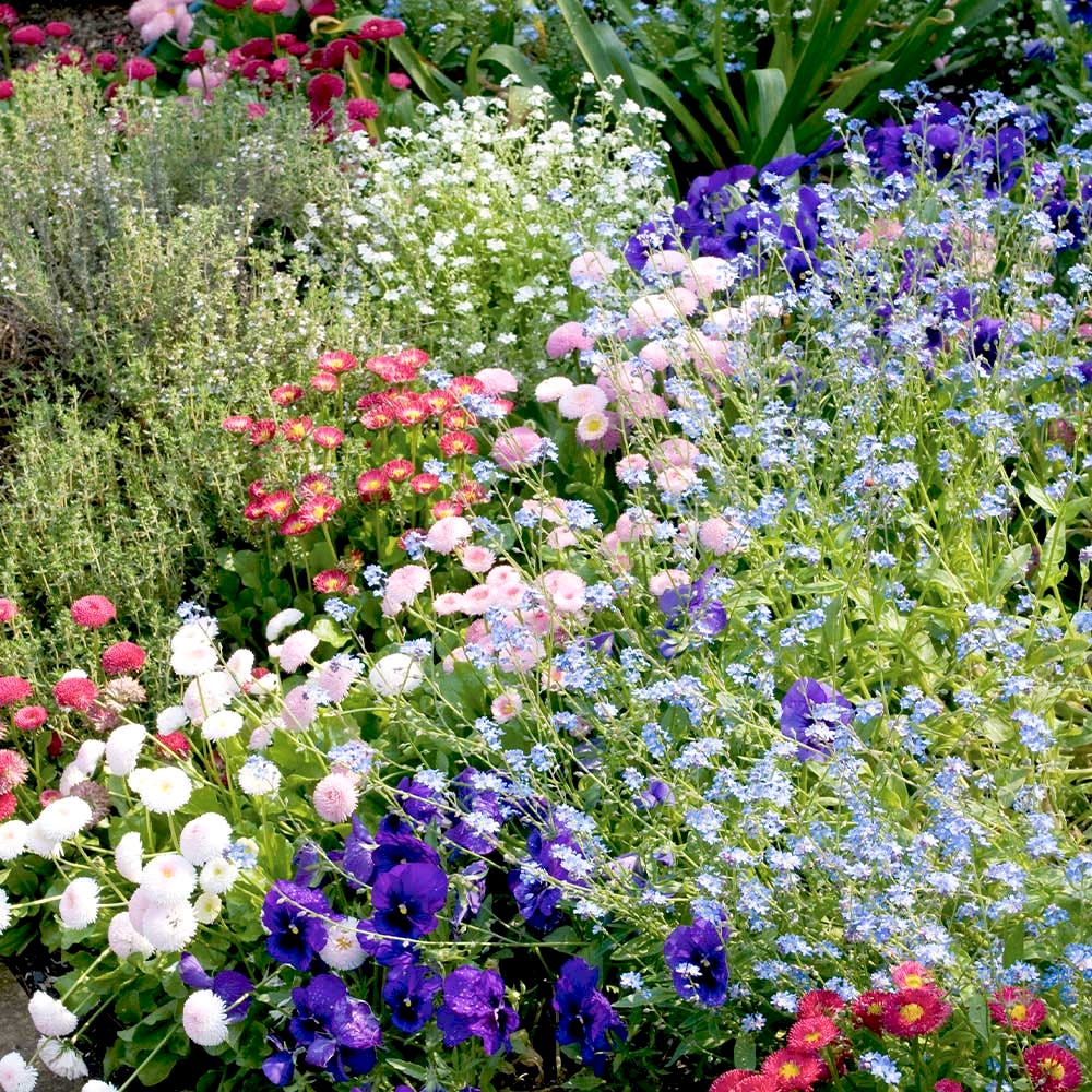 Pack Bedding Plants - Plants By Post