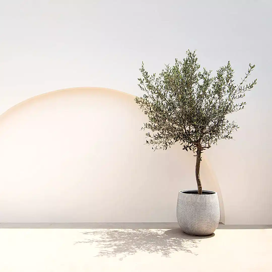Olive Trees - Plants By Post