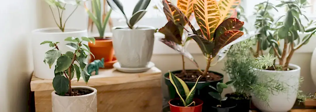 Easy Care Indoor Plants - Plants By Post