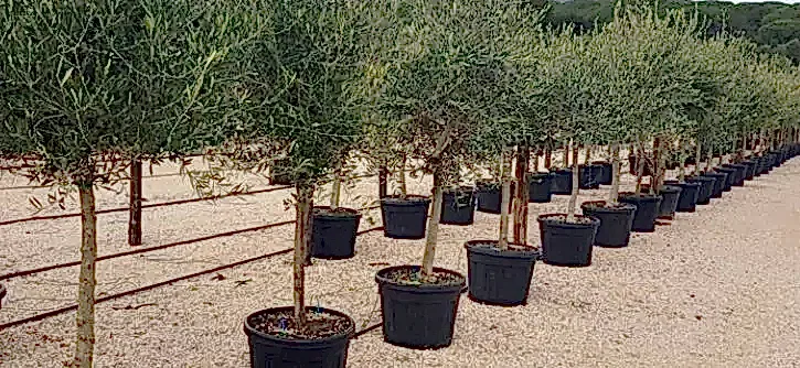 small trees delivered