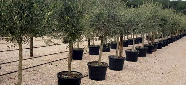 small trees delivered