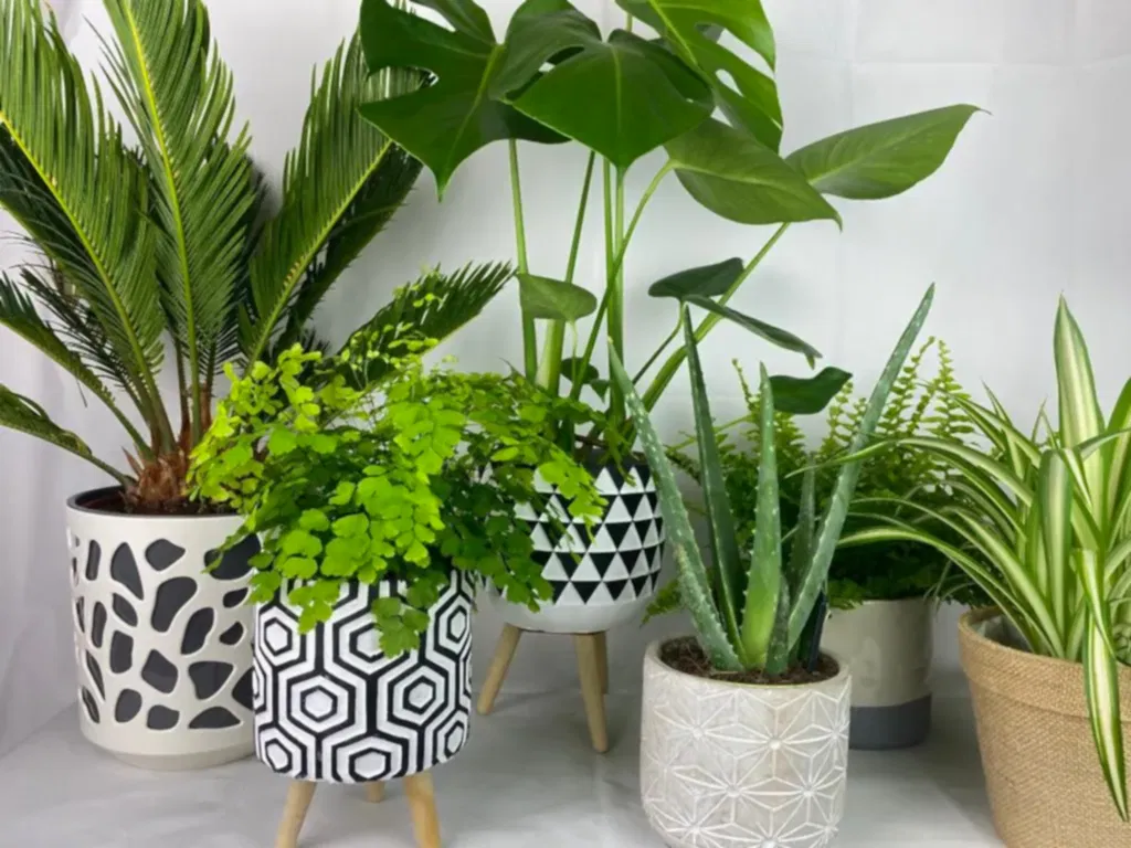 Monthly House Plant Subscription - Plants By Post
