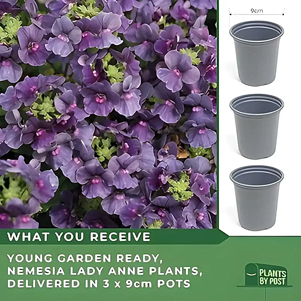 Nemesia Lady Anne – 9cm Potted Plants x 3 Fragrant Blooms for Borders & Containers plants by post