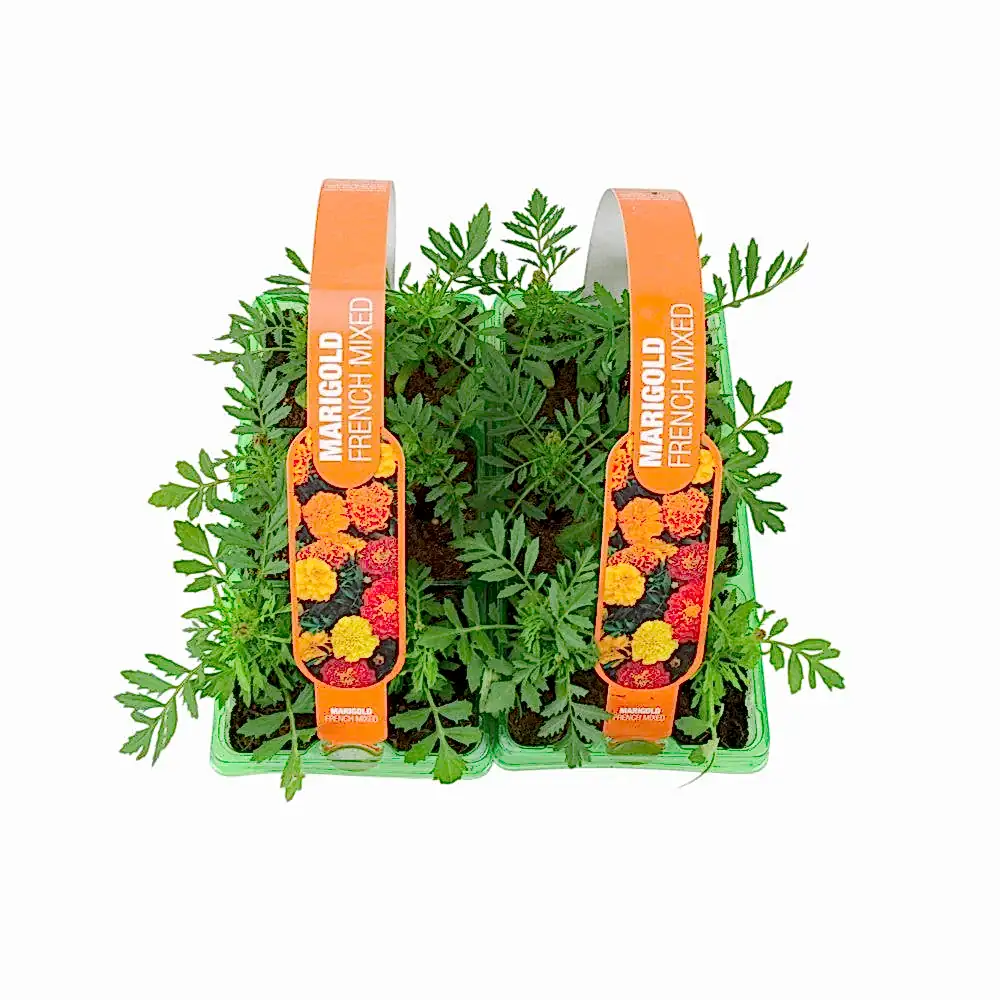 Marigold French Mixed 6 Pack x 2 - 12 Plants Colourful Summer Blooms plants by post