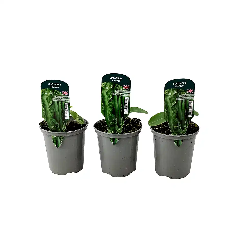 Cucumber Femspot Plants in 9cm Pots x 3 – British Grown Greenhouse Cucumber Plants plants by post