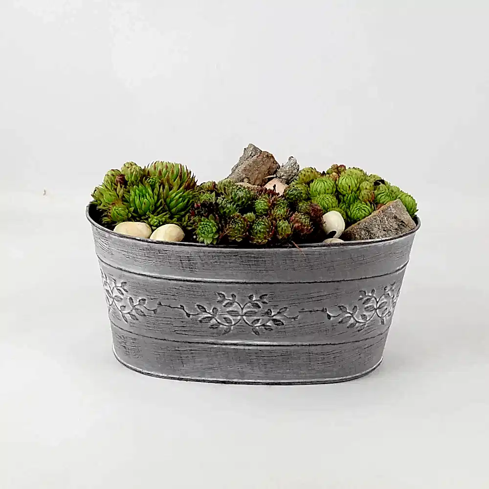Sempervivum Leafy Vine Trough Planter Plants By Post
