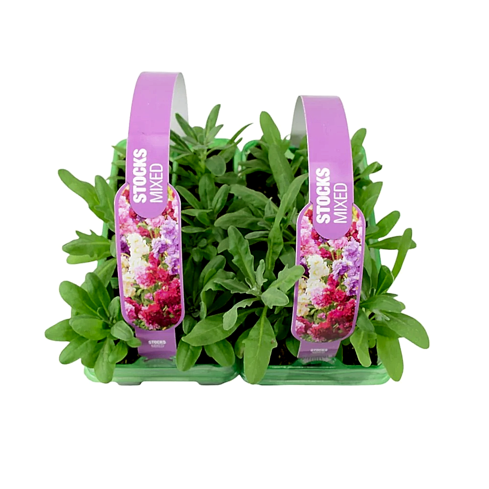 Stocks Mixed 6 Pack x 2 - 12 Plants Colourful Summer Blooms plants by post