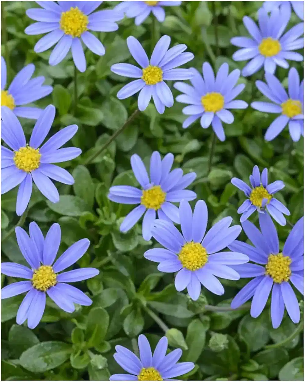 Felicia Blue – 3 Plants in 9cm Recyclable Pots Stunning Blue Daisy-Like Flowers plants by post