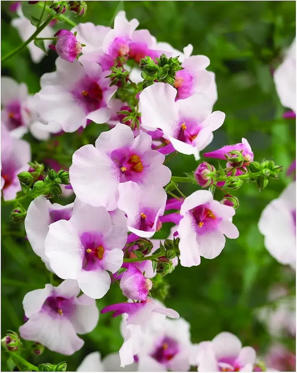 Diascia Flying Colours Appleblossom 9cm In Recyclable Pots x 3 Plants plants by post