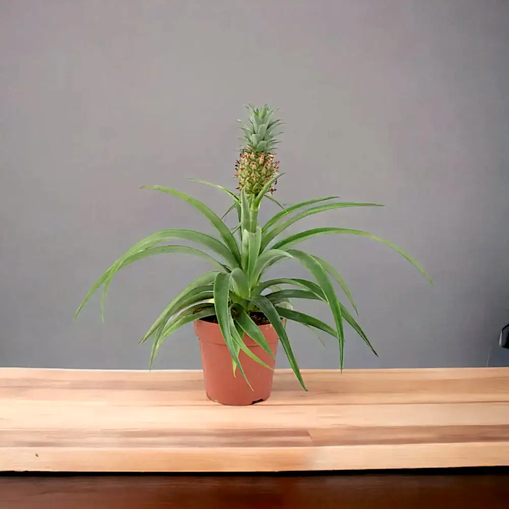 Pineapple in Sea Grass Basket Plants By Post
