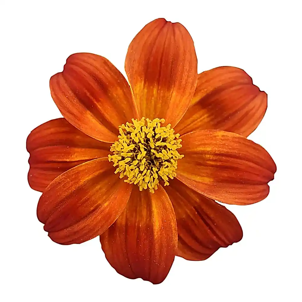 Bidens Bee Happy Red 9cm Plants x 3 – Flowering Plants in Recyclable Pots plants by post