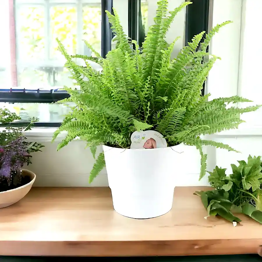 Boston Fern Large In White Ceramic Pot Plants By Post