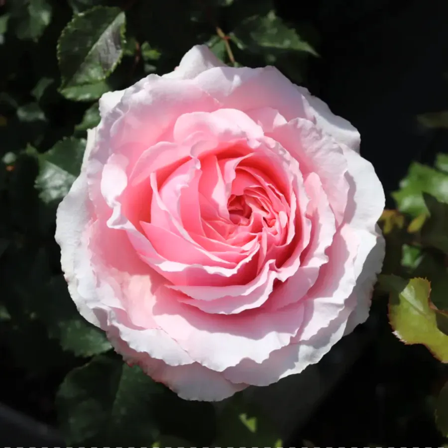 Rose Bride And Groom 5.5 Litre Pot Plants By Post