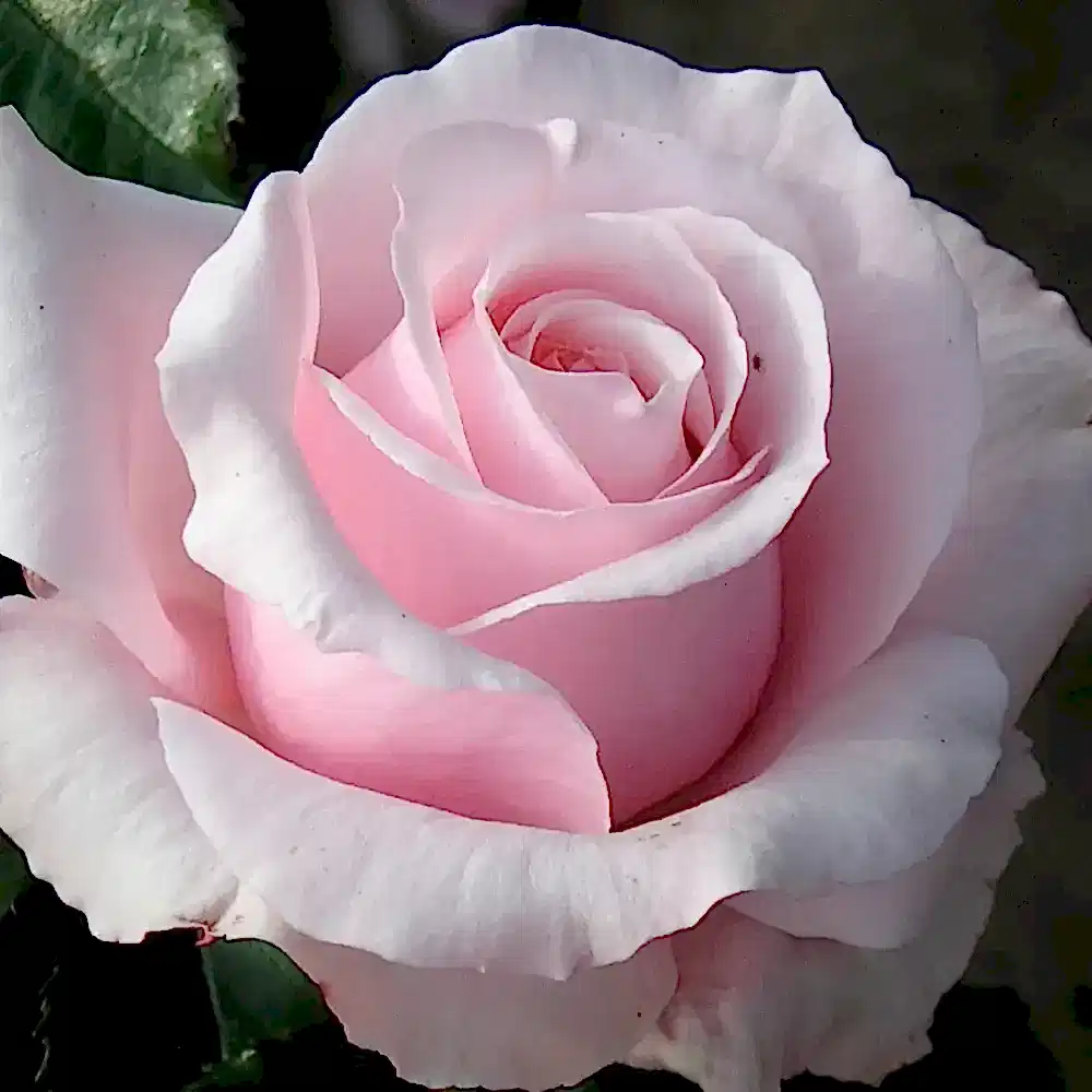 Rose Bride And Groom 5.5 Litre Pot Plants By Post
