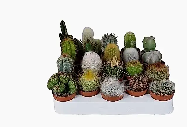 10 x Cactus Mixed 5.5cm Pot