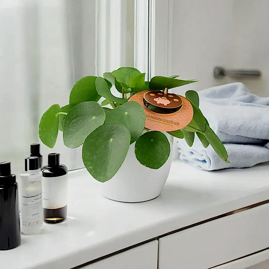 Pilea Pepperomioides Chinese Money Plant 12cm Matte White Pot Unbranded