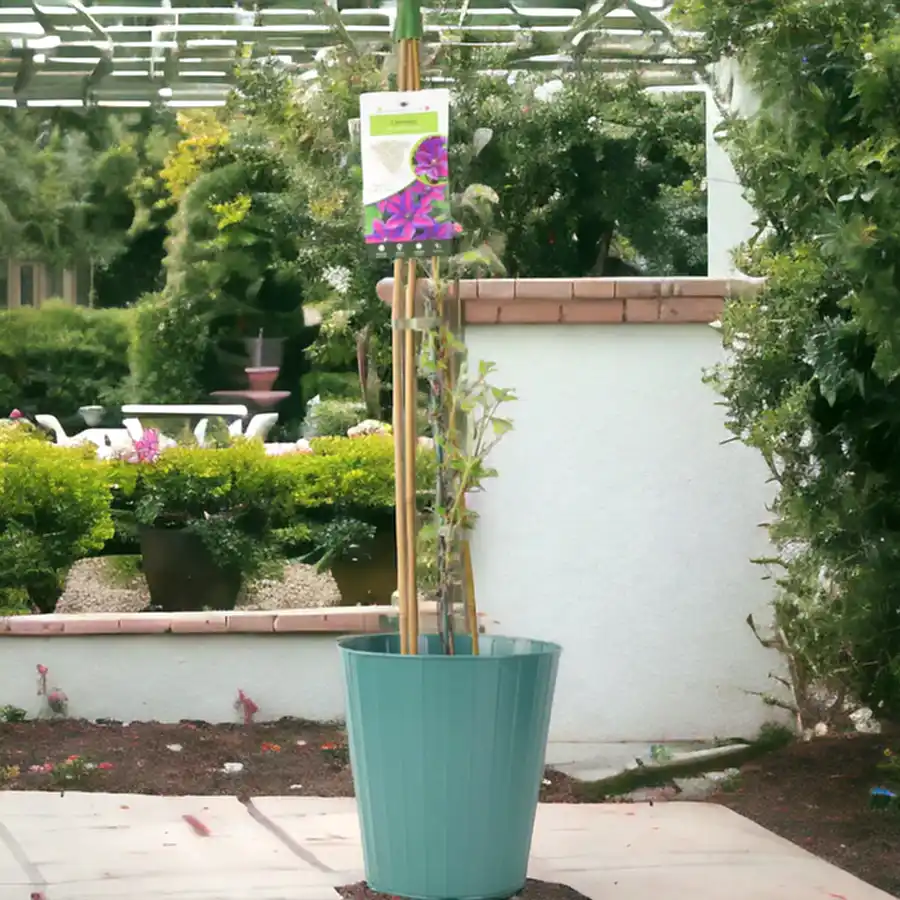 Clematis Mrs N Thompson 3L Pot
