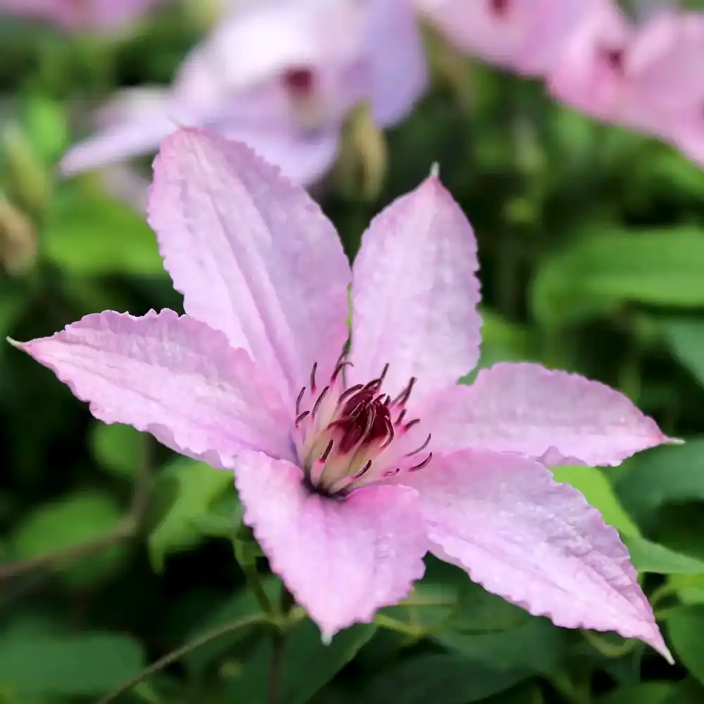 Clematis Hagley Hybrid 3L Pot