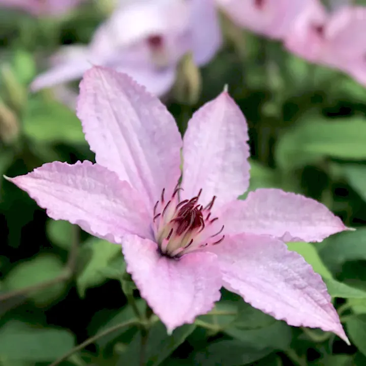 Clematis Hagley Hybrid 3L Pot
