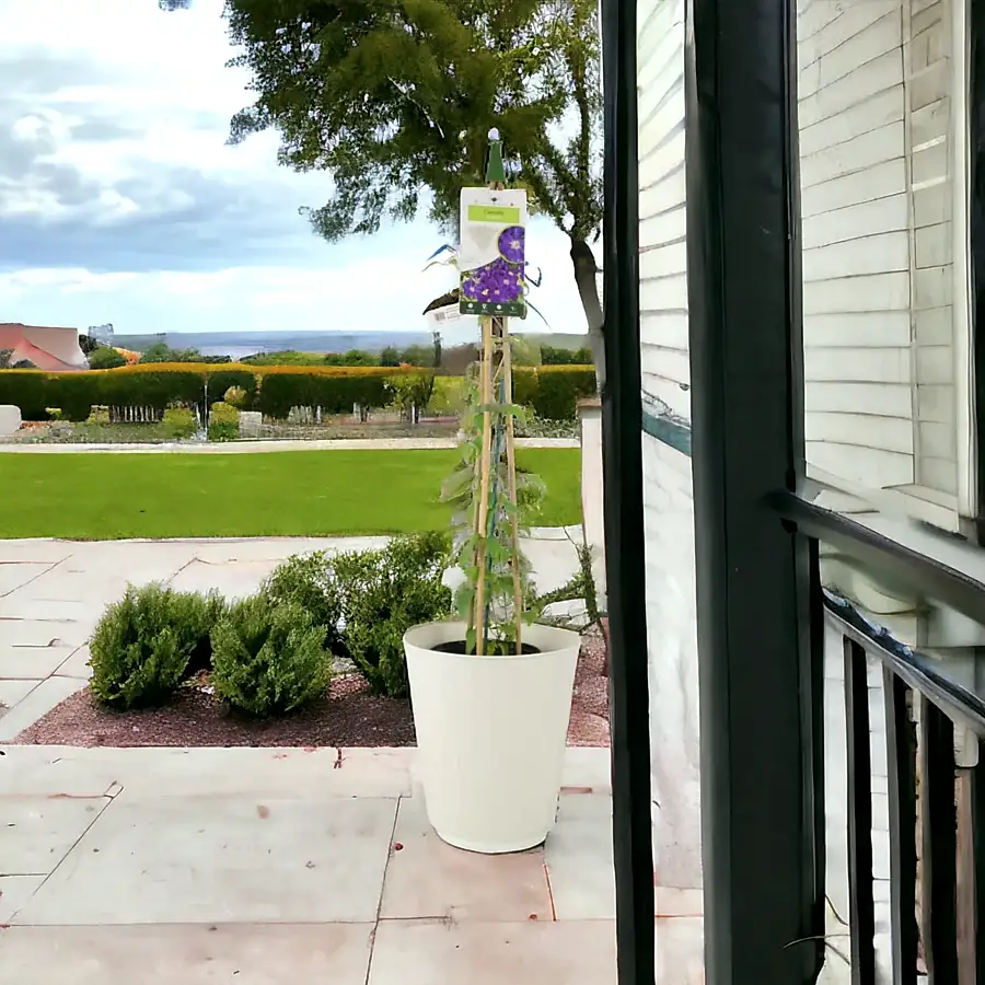 Clematis Rhapsody 3L Pot