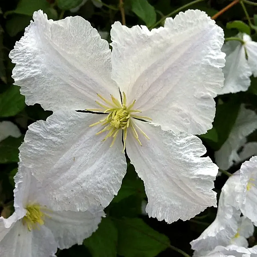 Clematis Prince George 3L pot