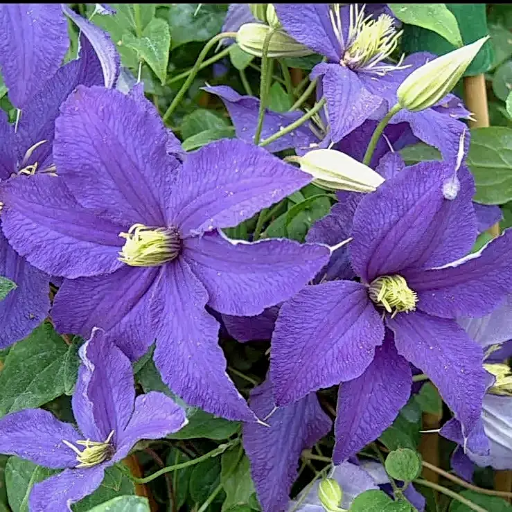 Clematis rhapsody 3L pot