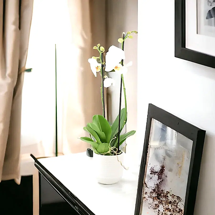 Phalaenopsis Orchid 2 Stem White UK grown & Peat Free in 12cm Pot