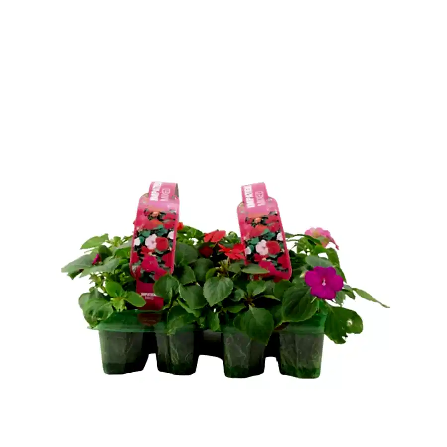 Impatiens Mixed 6 Pack x 2 - 12 Plants Colourful & Shade-Loving Flowers plants by post