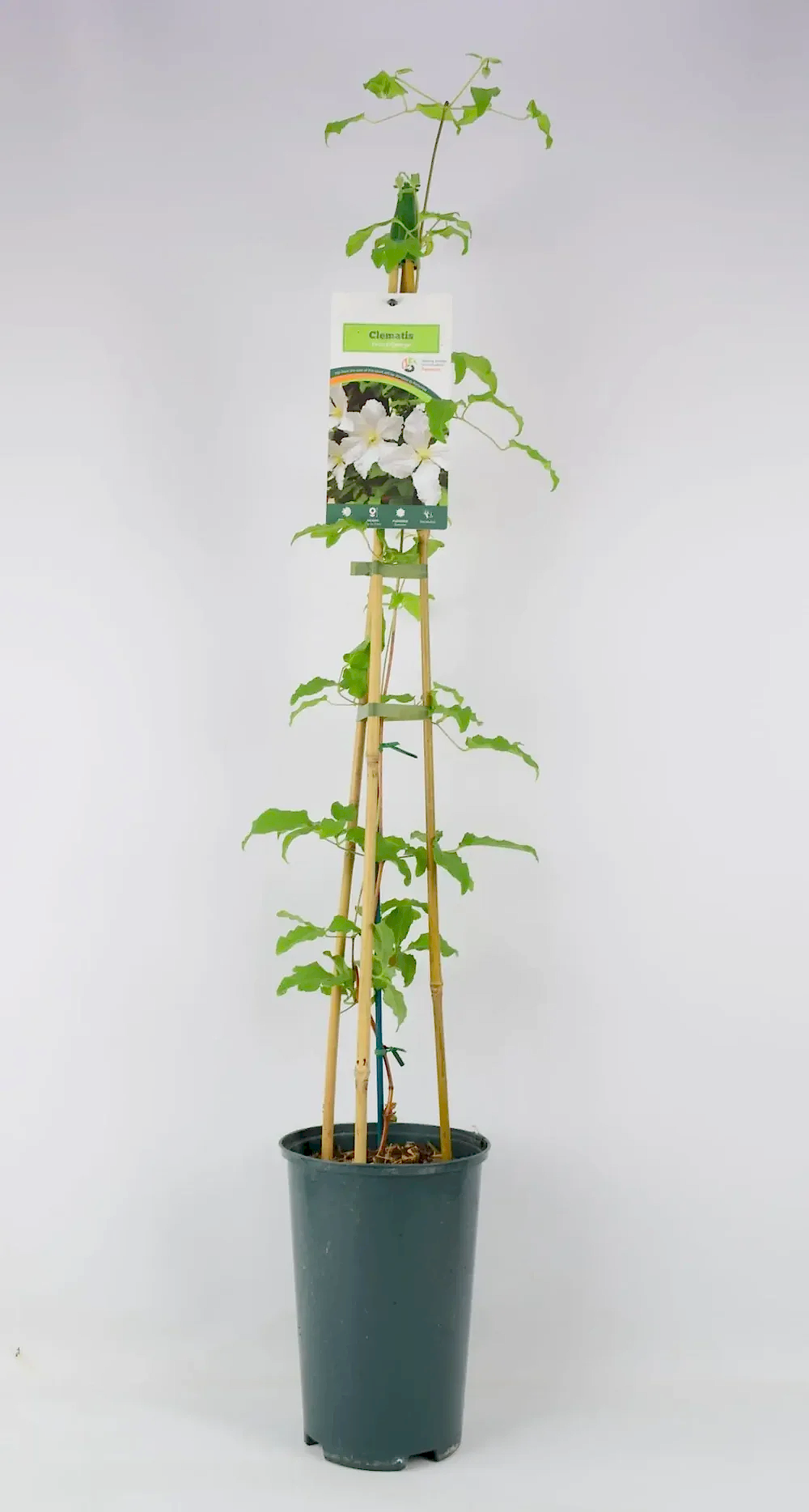 Clematis Prince George 3L pot