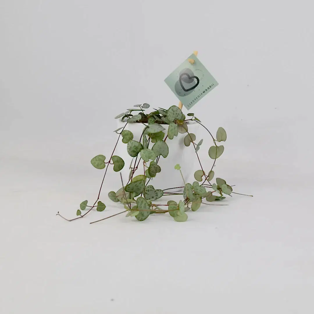 String Of Hearts 8.5cm Pot