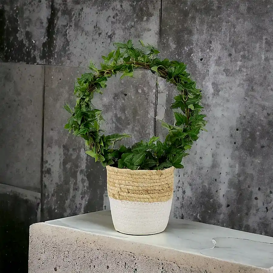 Hedera (Ivy) Hoop in 12cm Plants By Post