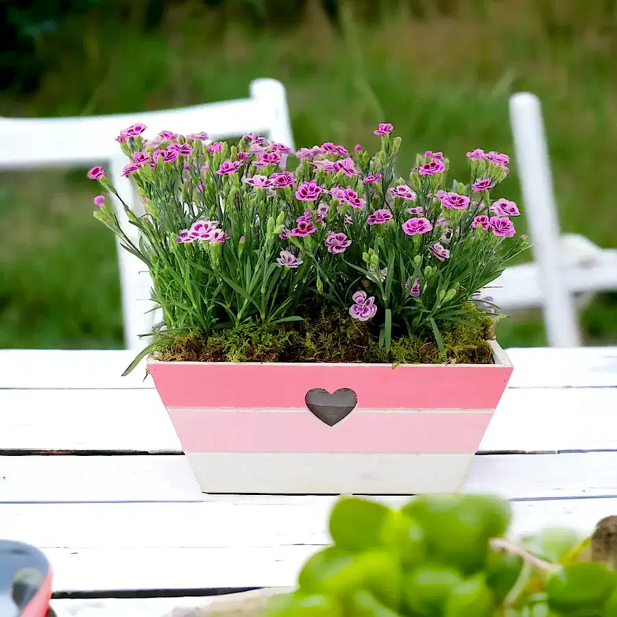 Dianthus Pink Kisses In Pink & White Wooden Trough