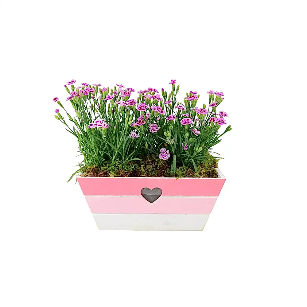Dianthus Pink Kisses In Pink & White Wooden Trough