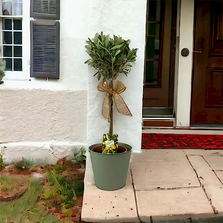 Olive Tree 50-60cm in Olive Green Pot