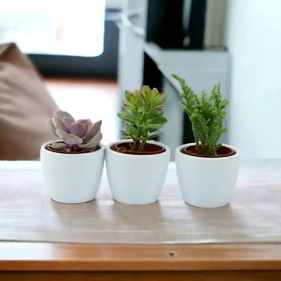 Trio of Succulents in 6cm White Ceramic Pots Plants By Post